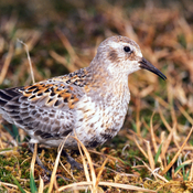 Rock Sandpiper